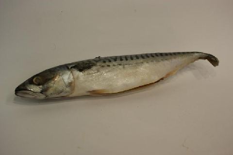 Makrele 1 Stück