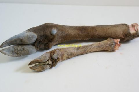 Hirschhaxen mit Fell 1 Stück