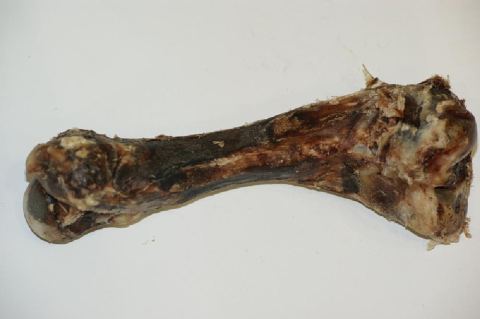 Knochen getrocknet klein