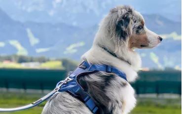 Outdoor Geschirr Navy XS