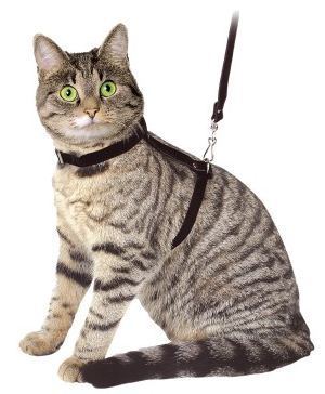 Katzengeschirr mit Leine Schwarz